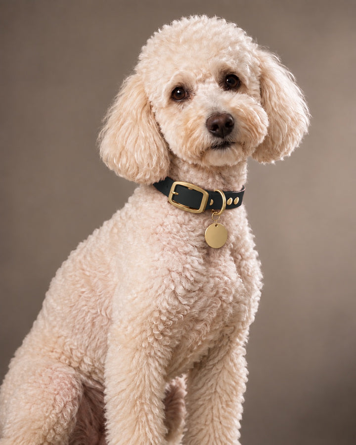 Collar MONO, Black / Brass, an einem Hund