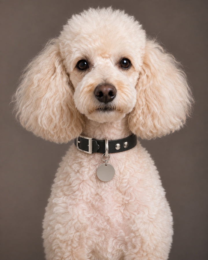 Collar MONO, Black / Silver, on a dog