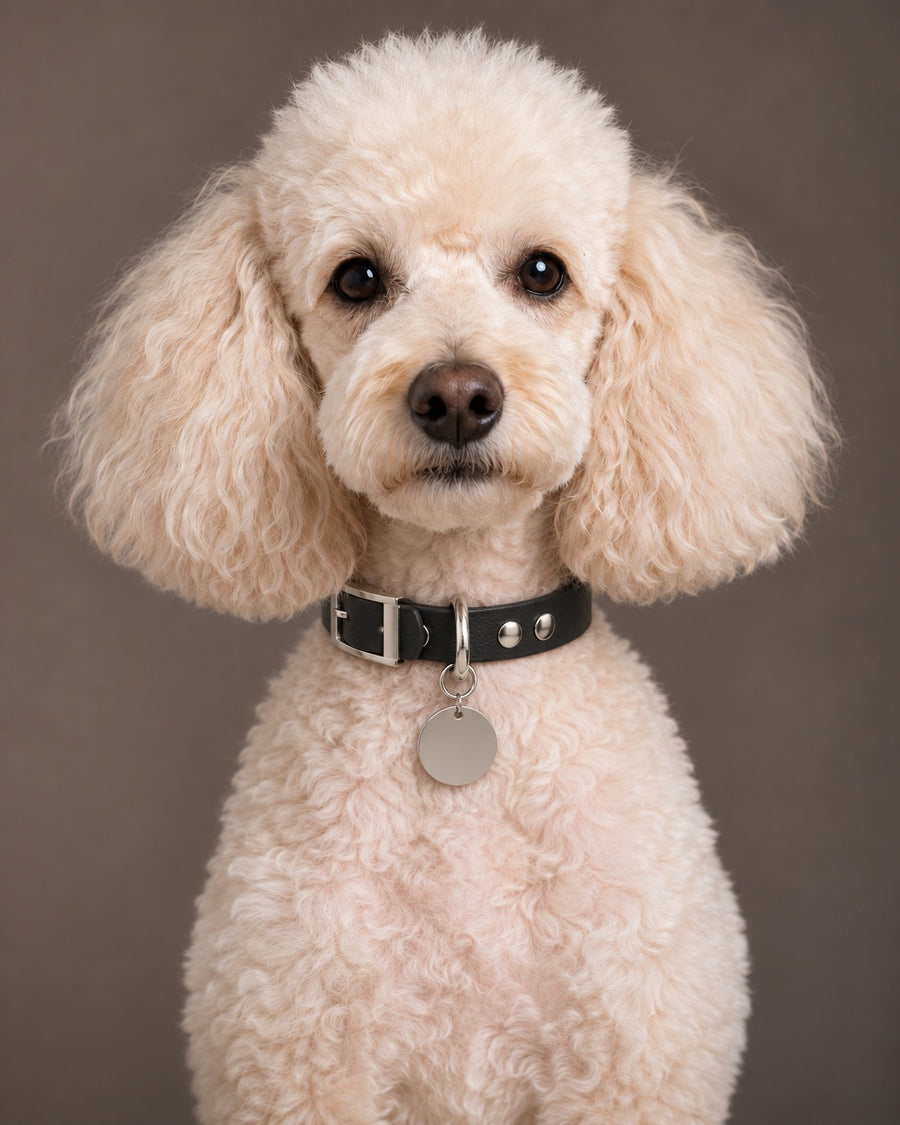Collar MONO, Black / Silver, on a dog