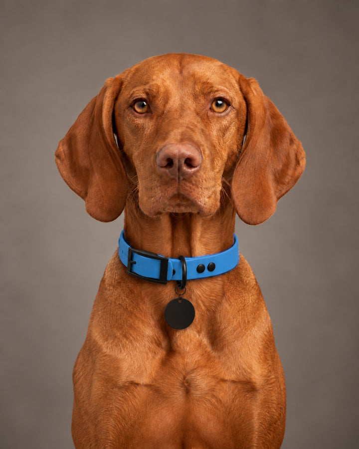 Collar MONO, Blue / Black, on a dog