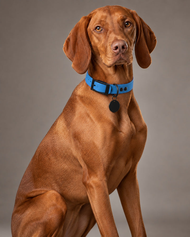 Collar MONO, Blue / Black, on a dog