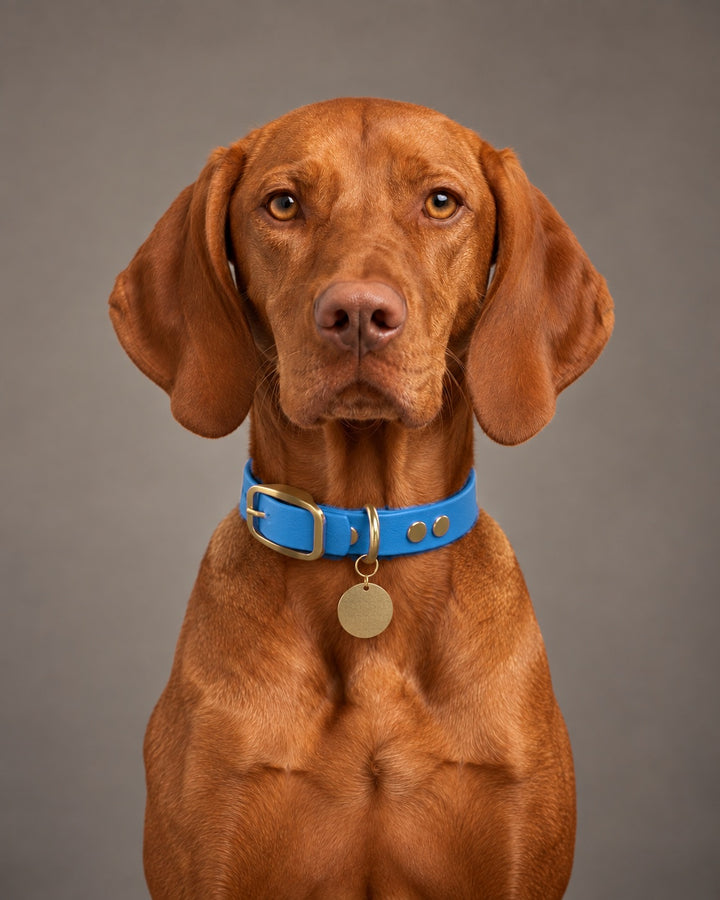Collar MONO, Blue / Brass, on a dog