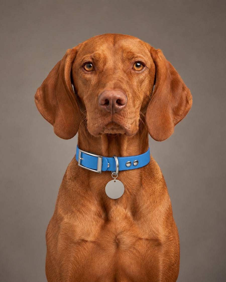 Collar MONO, Blue / Silver, on a dog