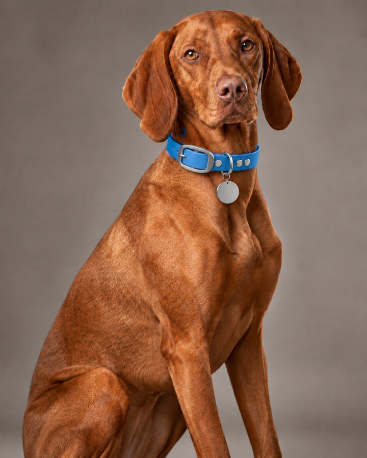 Collar MONO, Blue / Stainless Steel, an einem Hund