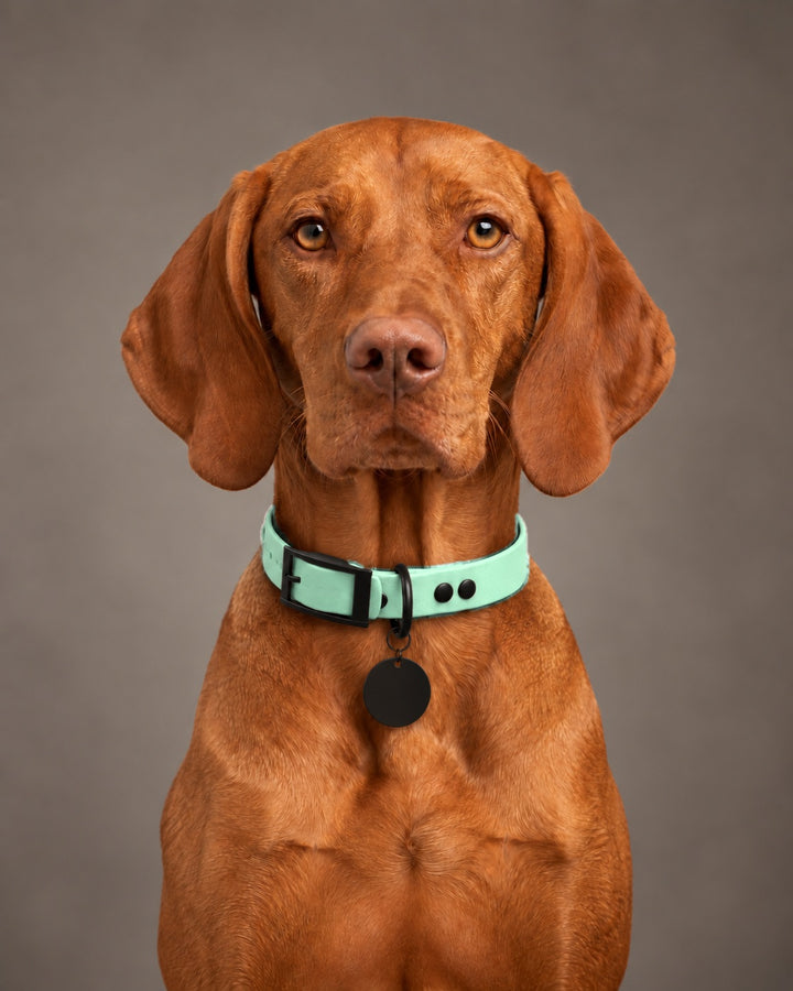 Collar MONO, Caribbean Green / Black, on a dog