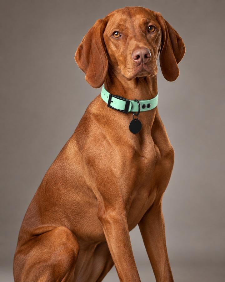 Collar MONO, Caribbean Green / Black, on a dog