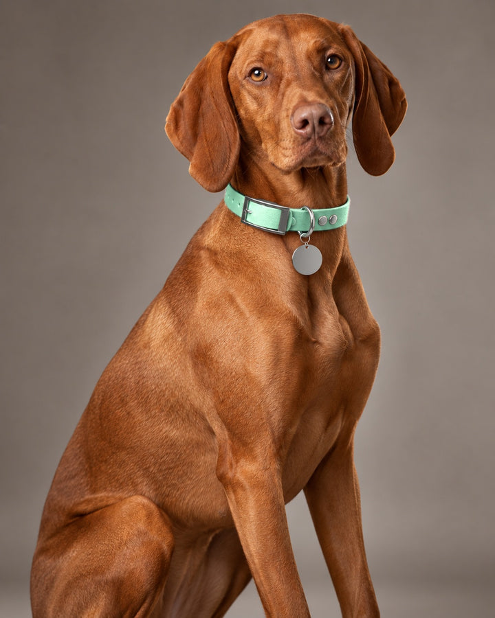 Collar MONO, Caribbean Green / Silver, on a dog