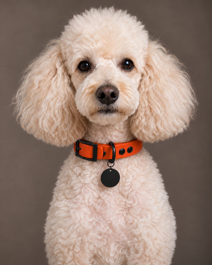Collar MONO, Dark Coral / Black, on a dog