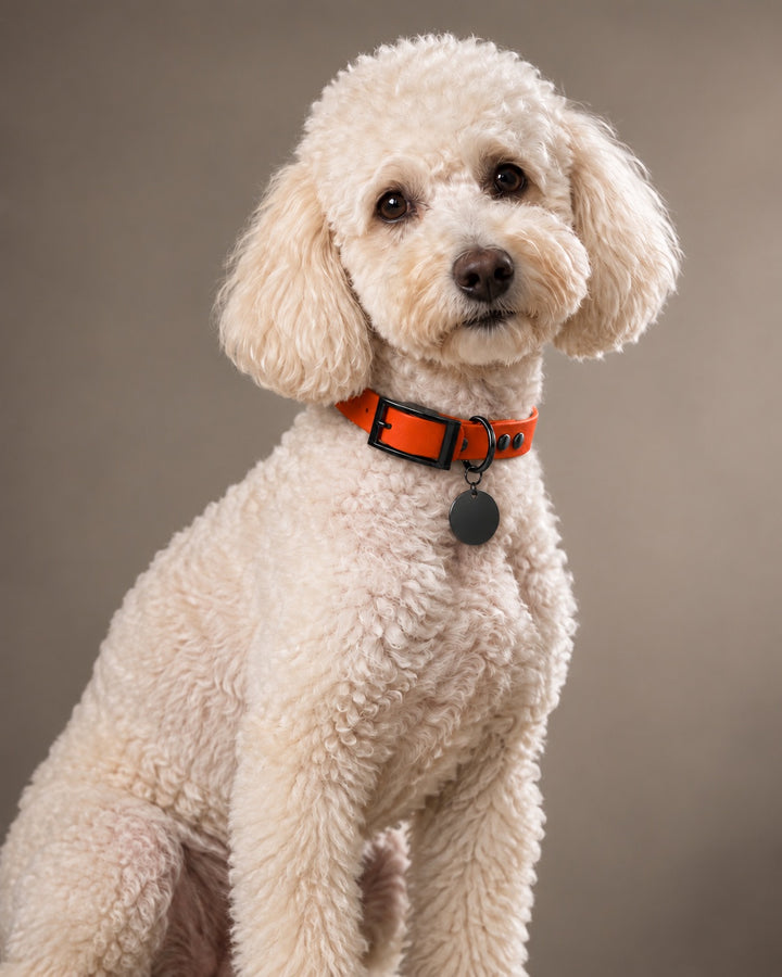 Collar MONO, Dark Coral / Black, on a dog