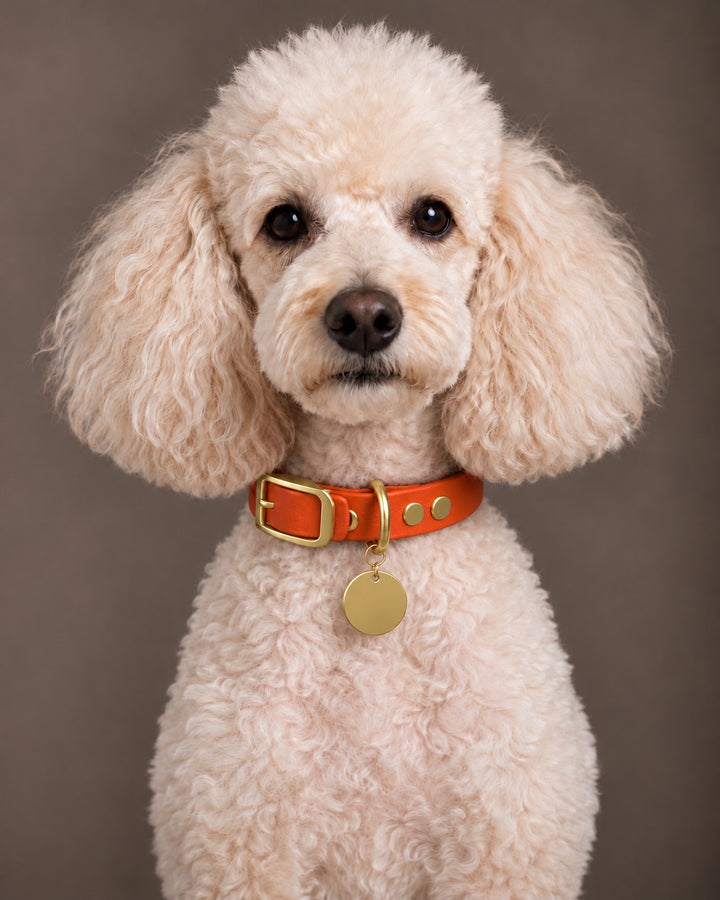 Collar MONO, Dark Coral / Brass, an einem Hund