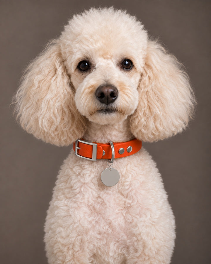 Collar MONO, Dark Coral / Silver, on a dog