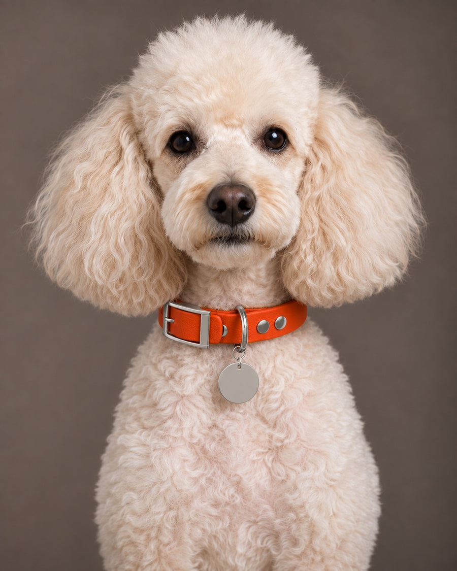 Collar MONO, Dark Coral / Silver, on a dog