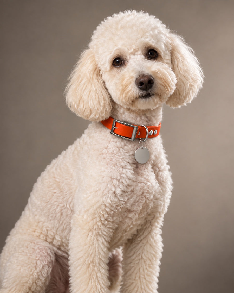 Collar MONO, Dark Coral / Silver, on a dog