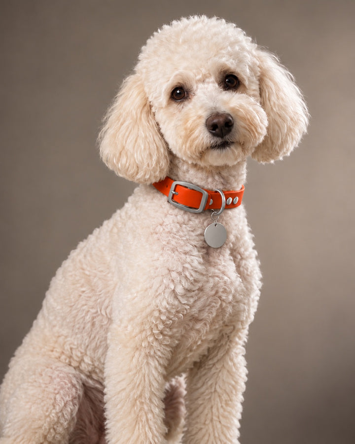 Collar MONO, Dark Coral / Stainless Steel, on a dog