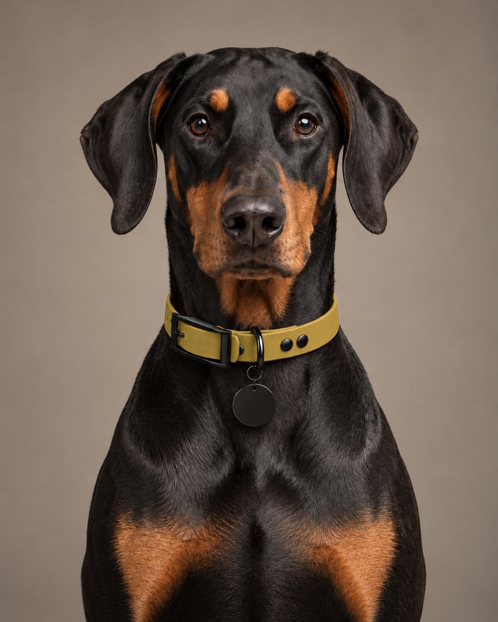 Collar MONO, Gold / Black, on a dog