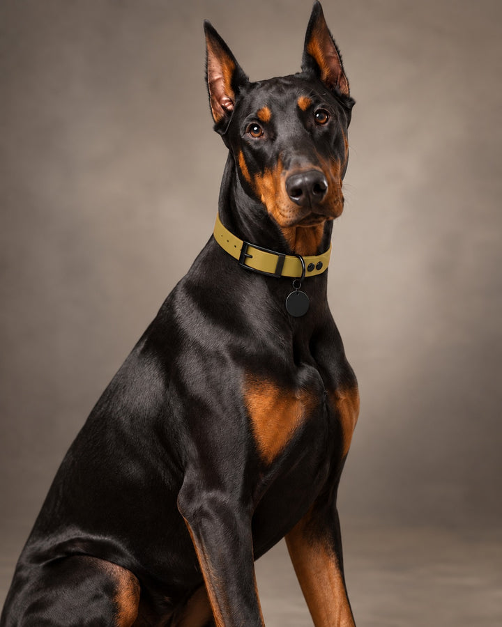 Collar MONO, Gold / Black, on a dog