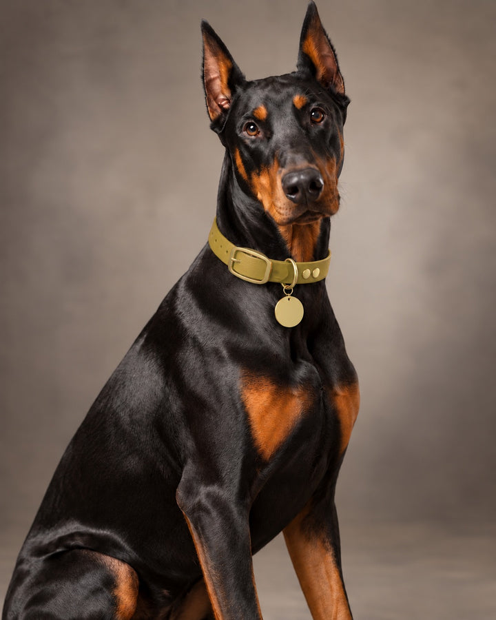 Collar MONO, Gold / Brass, on a dog