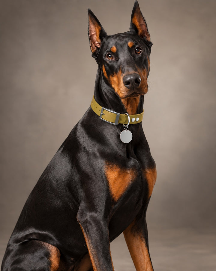 Collar MONO, Gold / Silver, on a dog