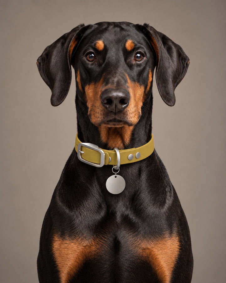 Collar MONO, Gold / Stainless Steel, on a dog