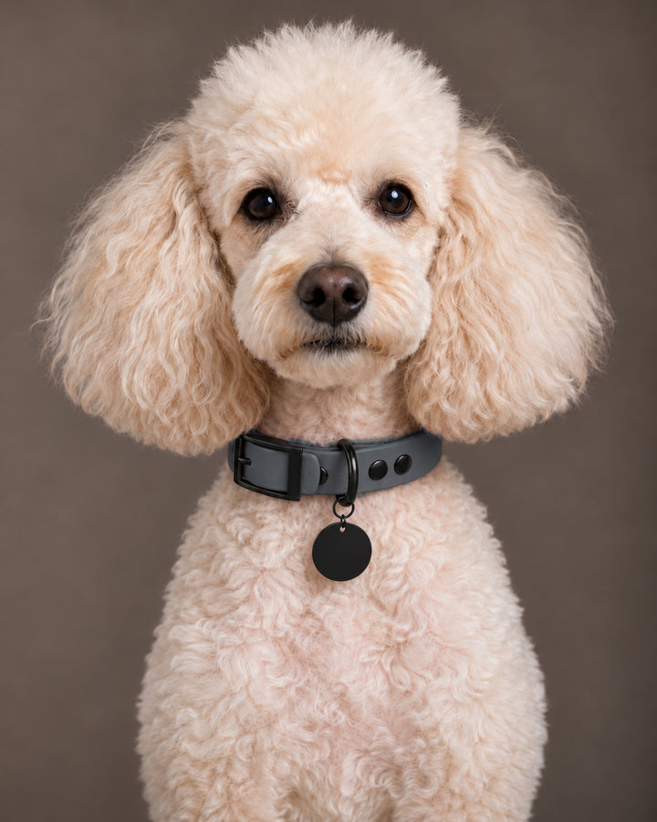 Collar MONO, Graphit / Black, on a dog