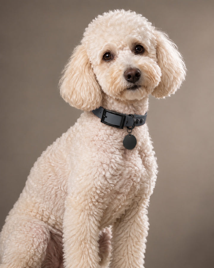 Collar MONO, Graphit / Black, on a dog
