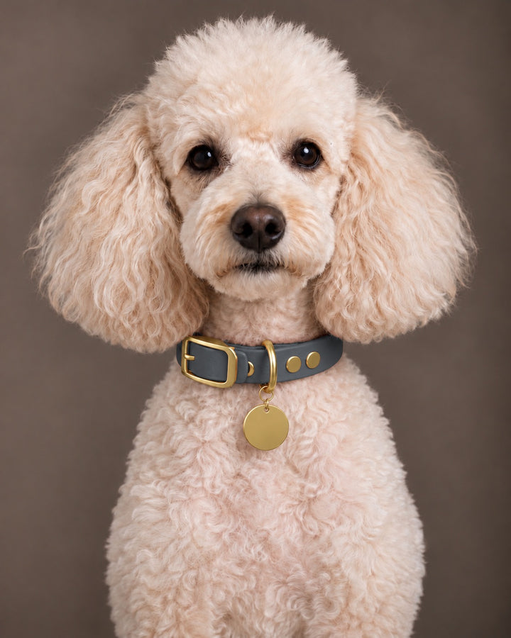 Collar MONO, Graphit / Brass, an einem Hund