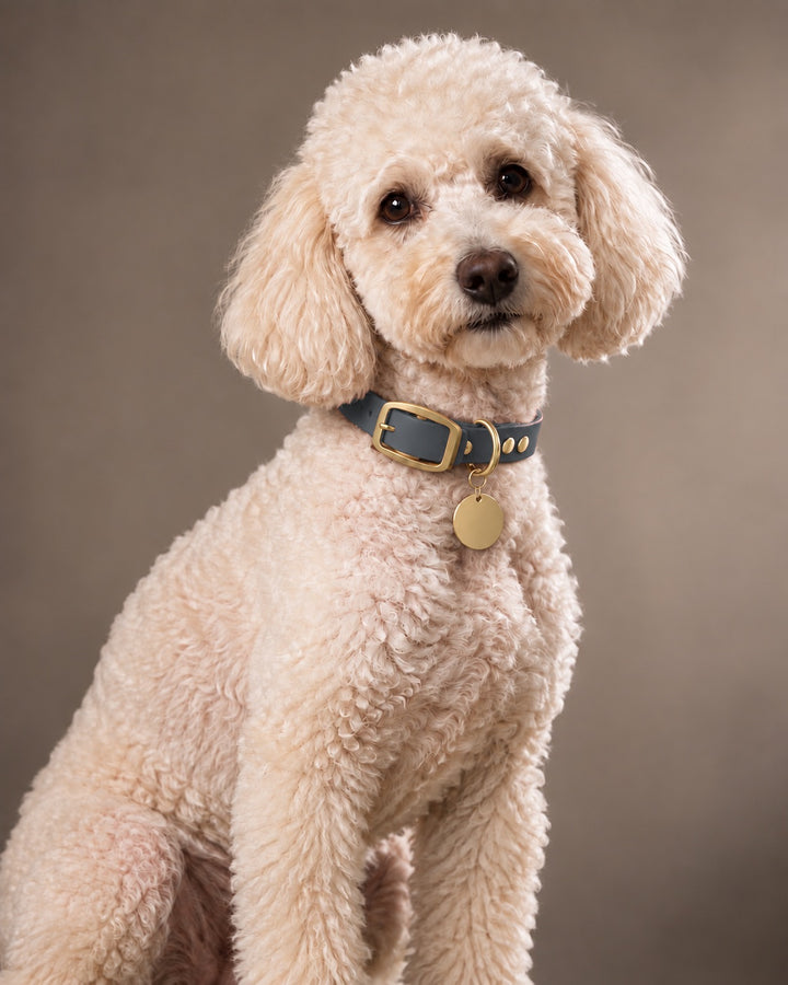 Collar MONO, Graphit / Brass, an einem Hund
