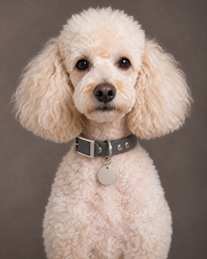 Collar MONO, Graphit / Silver, on a dog