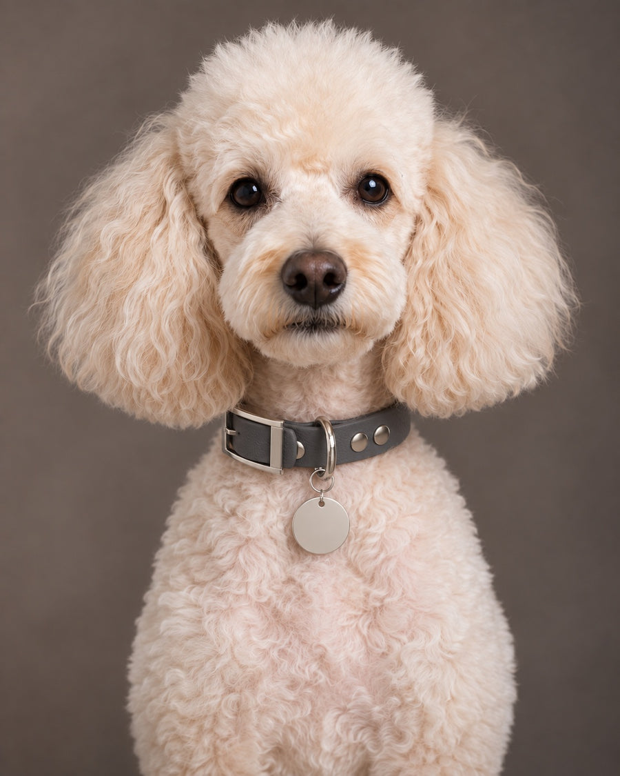 Collar MONO, Graphit / Silver, on a dog