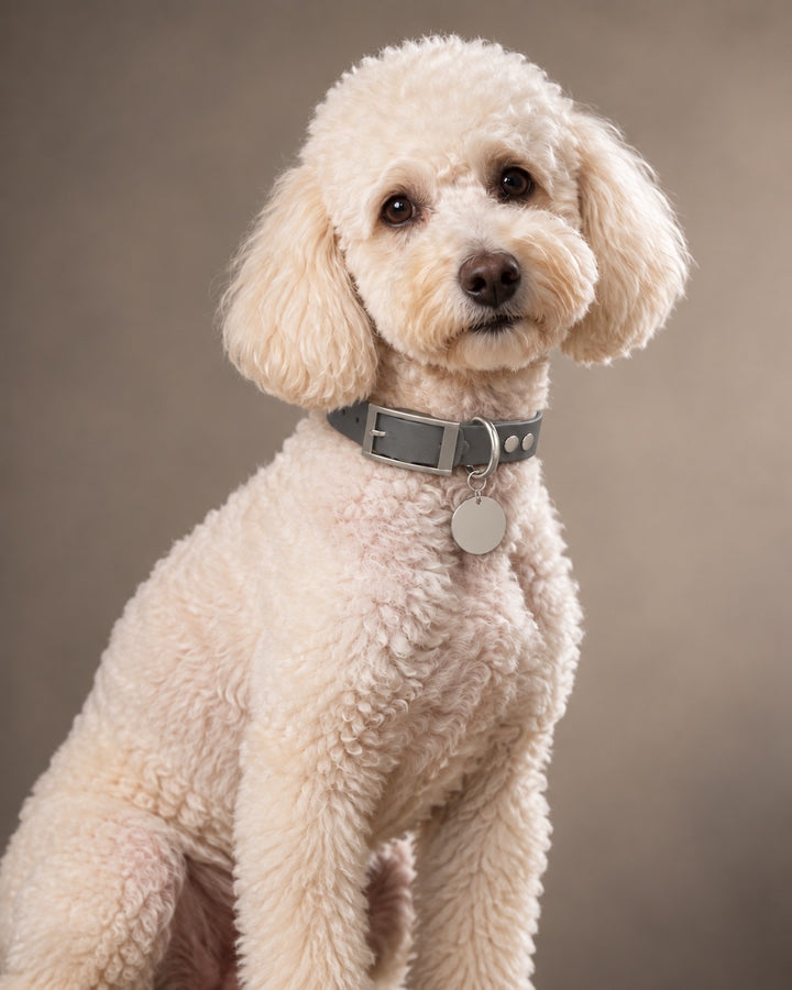 Collar MONO, Graphit / Silver, on a dog