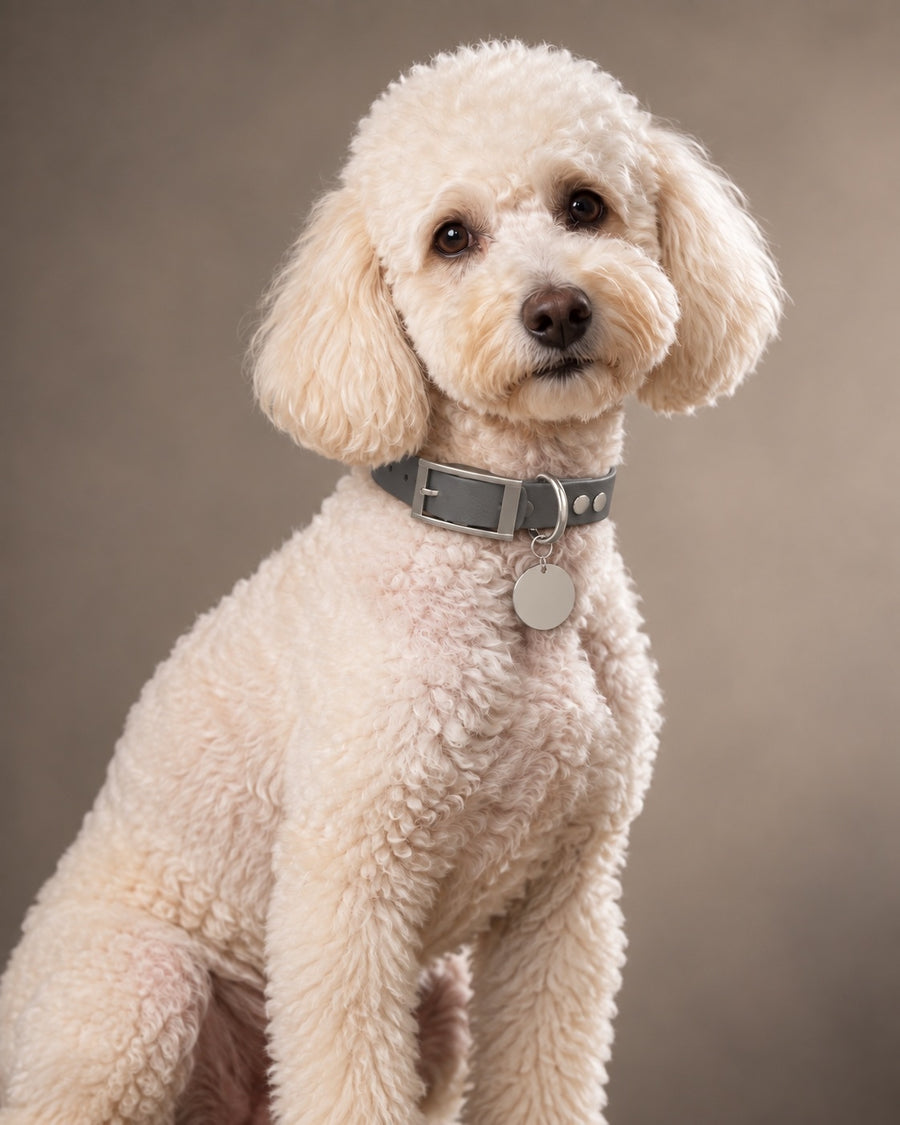 Collar MONO, Graphit / Silver, on a dog
