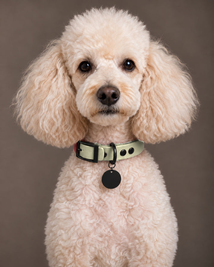 Collar MONO, Khaki / Black, on a dog