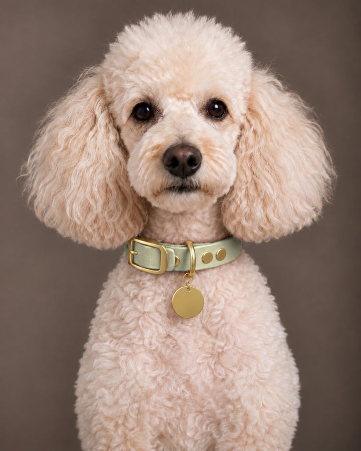 Collar MONO, Khaki / Brass, an einem Hund
