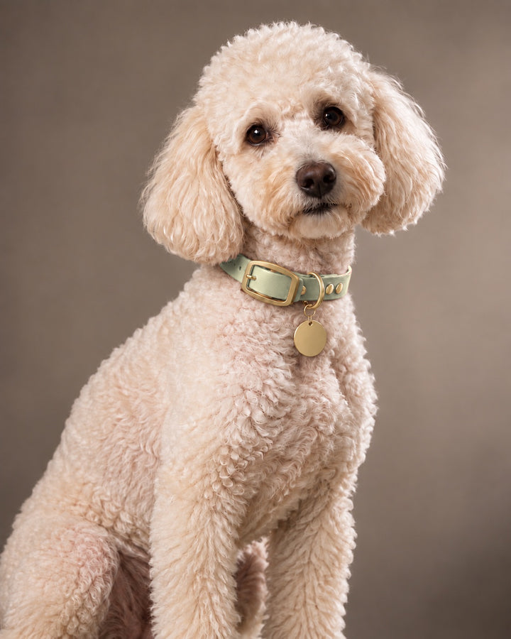 Collar MONO, Khaki / Brass, an einem Hund