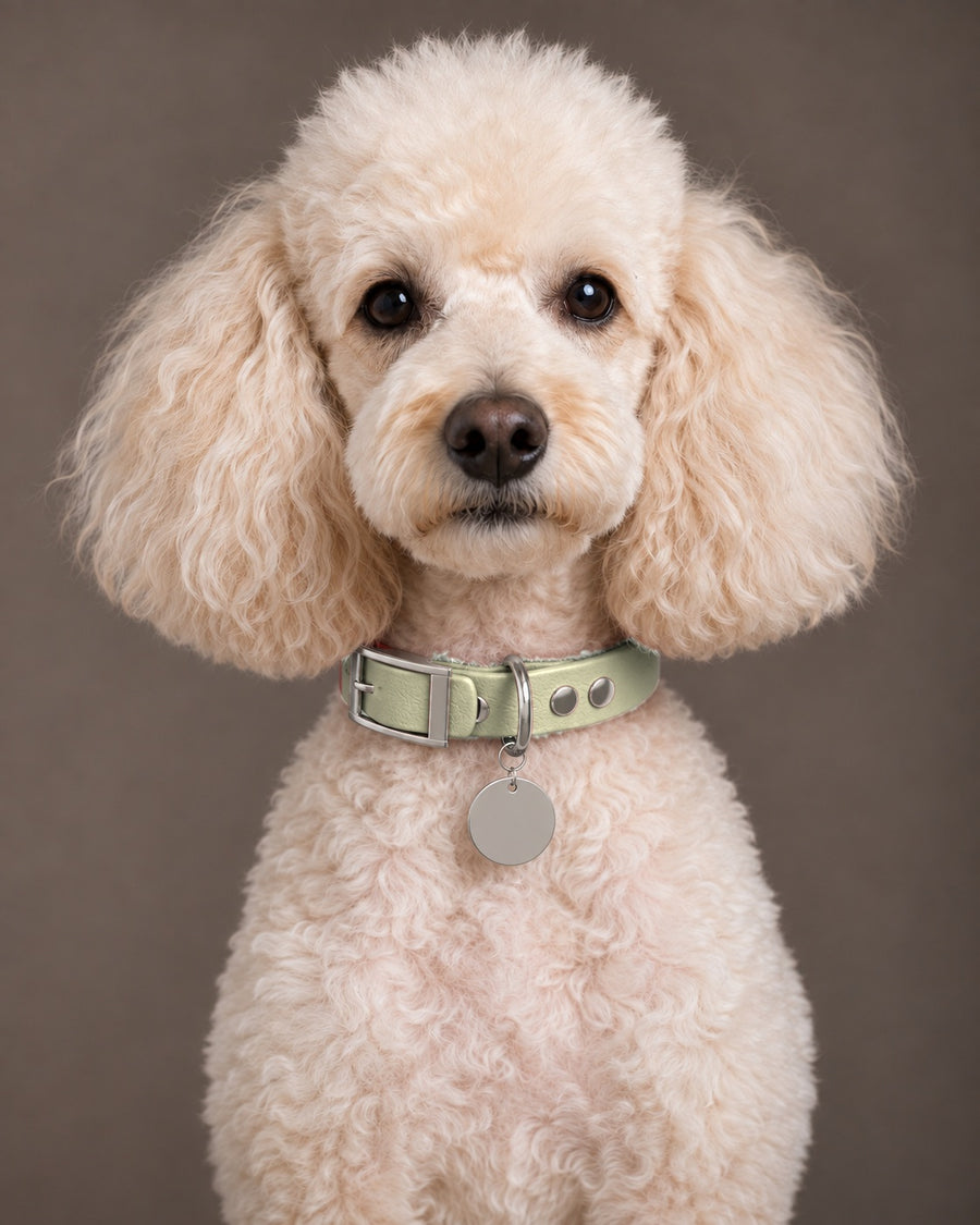 Collar MONO, Khaki / Silver, on a dog