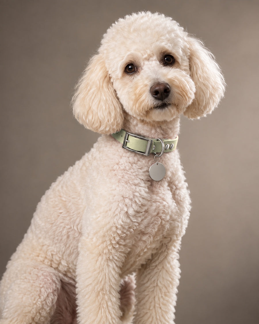 Collar MONO, Khaki / Silver, on a dog