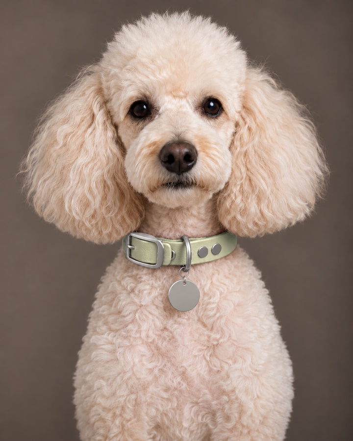 Collar MONO, Khaki / Stainless Steel, an einem Hund