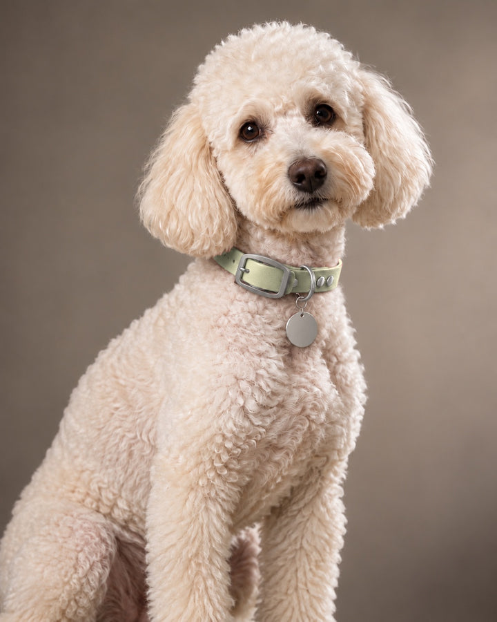 Collar MONO, Khaki / Stainless Steel, an einem Hund