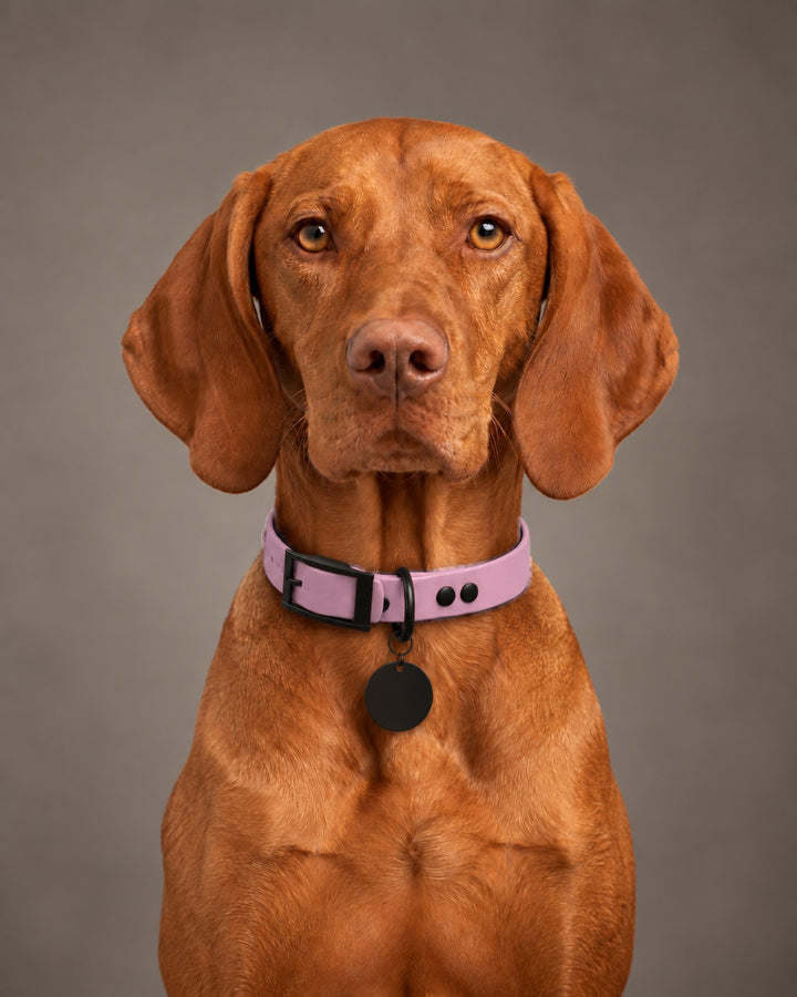 Collar MONO, Lavender / Black, on a dog