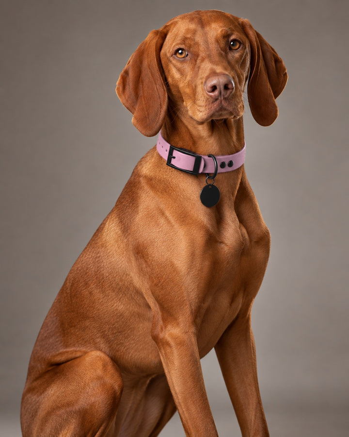Collar MONO, Lavender / Black, on a dog
