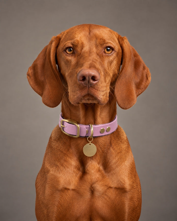 Collar MONO, Lavender / Brass, on a dog