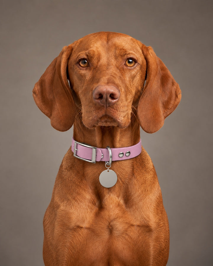 Collar MONO, Lavender / Silver, on a dog