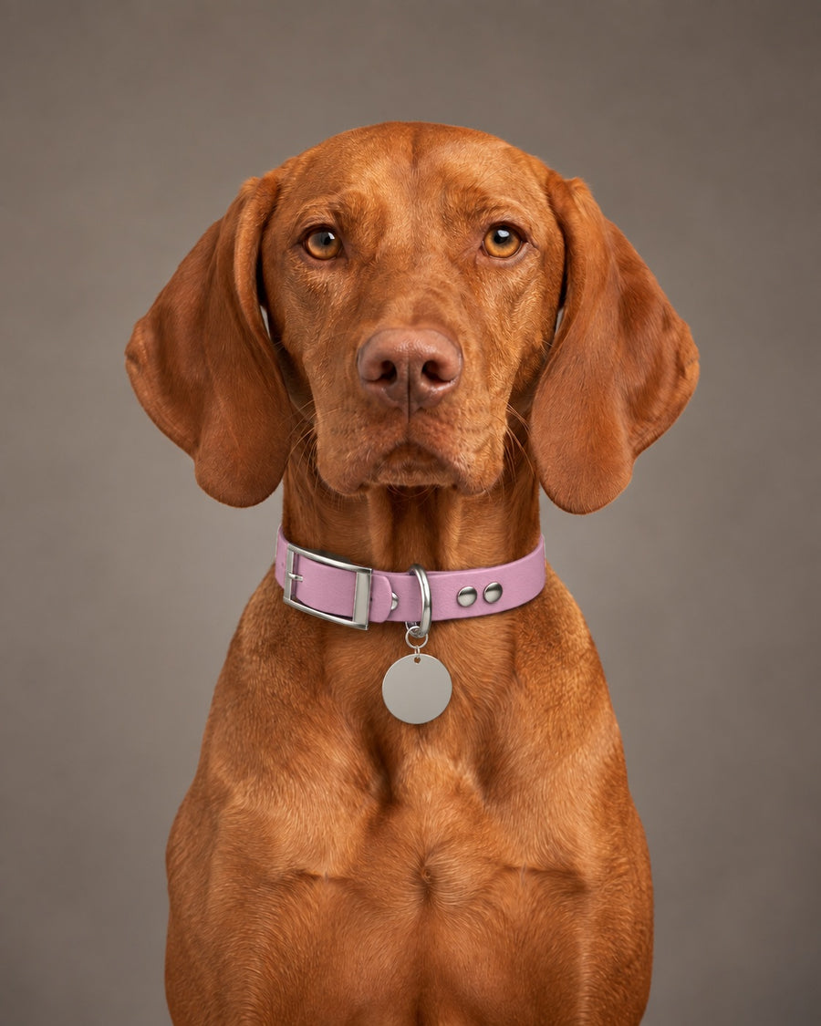 Collar MONO, Lavender / Silver, on a dog