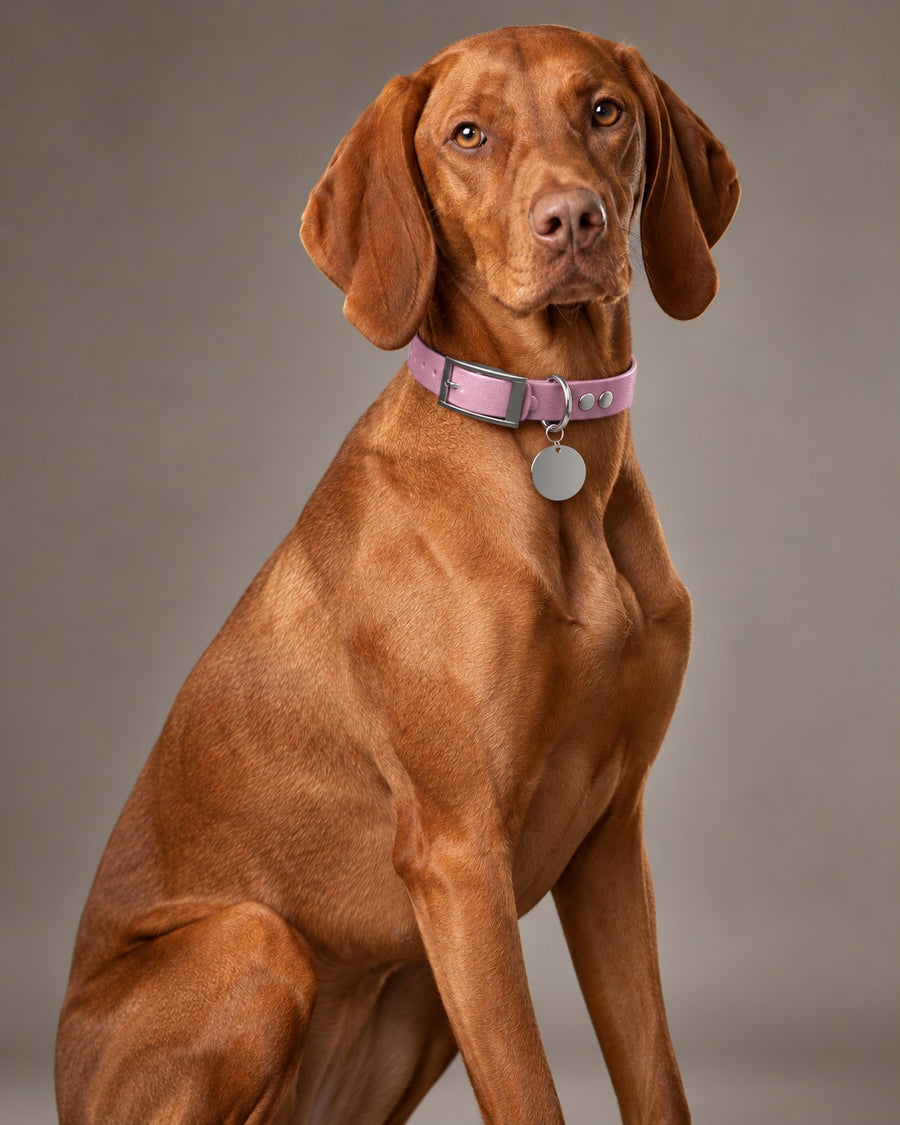 Collar MONO, Lavender / Silver, on a dog