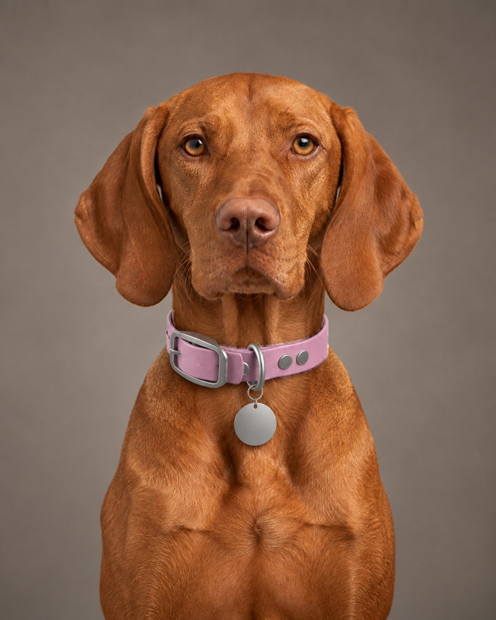Collar MONO, Lavender / Stainless Steel, on a dog