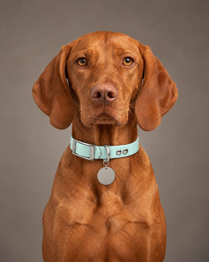 Collar MONO, Mint Green / Silver, on a dog