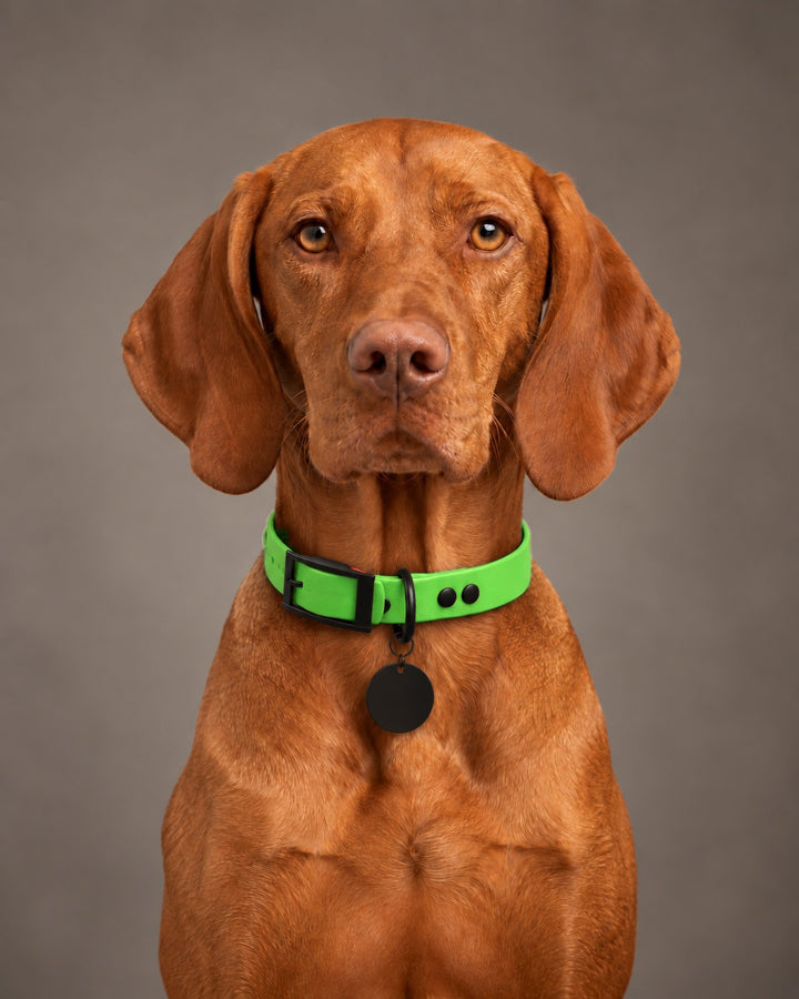 Collar MONO, Neon Green / Black, on a dog