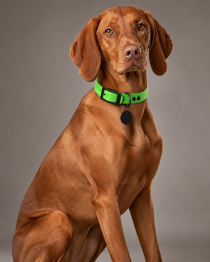 Collar MONO, Neon Green / Black, on a dog
