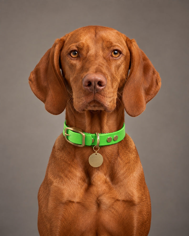 Collar MONO, Neon Green / Brass, an einem Hund