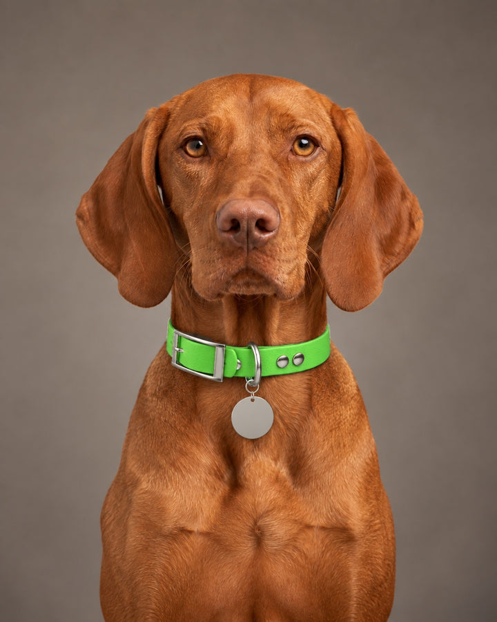 Collar MONO, Neon Green / Silver, on a dog